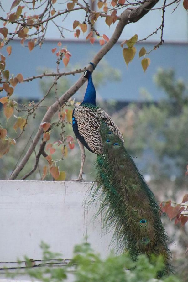 Shahar Palace Jaipur Exterior foto